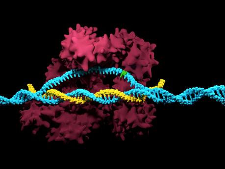 CRISPR para destruir virus en los plátanos