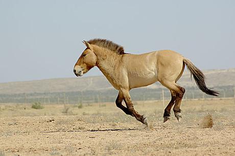 Caballo Salvaje