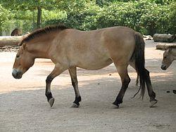 Caballo Salvaje