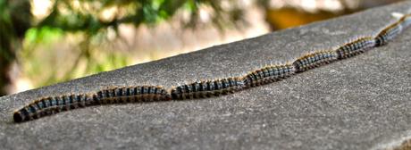 Ciclo de la plaga de la procesionaria del pino