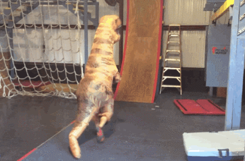 DinoRANK te desplaza y Enlazalia te enlaza