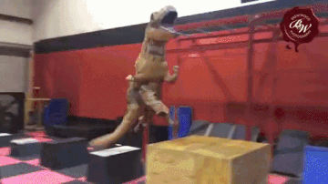 DinoRANK te desplaza y Enlazalia te enlaza