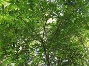Bugre (Lonchocarpus nitidus)