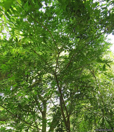 Bugre (Lonchocarpus nitidus)