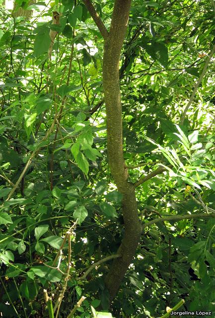 Bugre (Lonchocarpus nitidus)