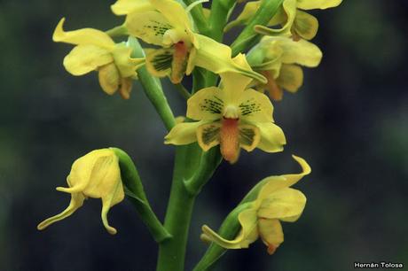 (Gavilea odoratissima)