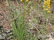 (Gavilea odoratissima)