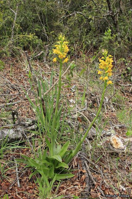 (Gavilea odoratissima)