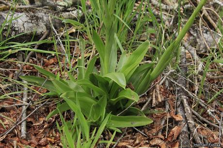 (Gavilea odoratissima)