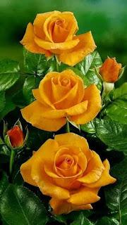 VENDRÁN LAS ROSAS...