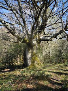 BAJO UN VIEJO ROBLE...