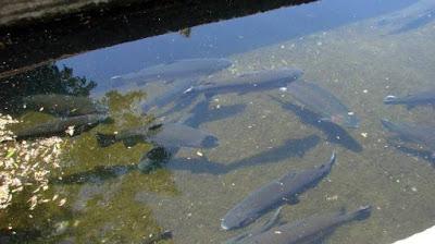 Buscan crear genética propia de truchas asalmonadas