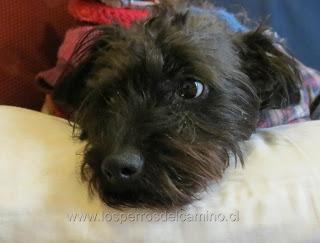 Reglamento, Ley 21.020