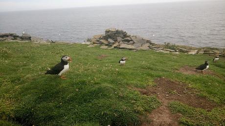 Trekking en Rathlin Island | RumboNSEO Isle of Noss