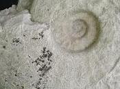 mundo para servir funcionar