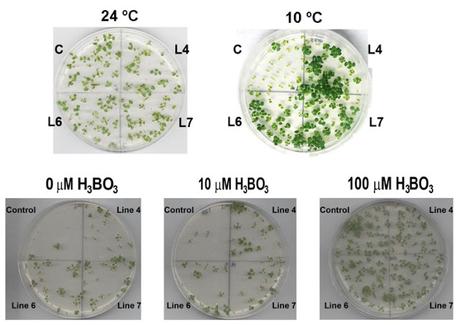 BvCOLD1: La acuaporina que surgió del frío