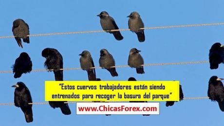 Estos cuervos trabajadores están siendo entrenados para recoger la basura del parque Estos cuervos trabajadores están siendo entrenados para recoger la basura del parque
