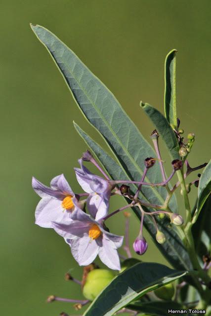 Salida realizada en San Miguel del Monte (12 de enero)