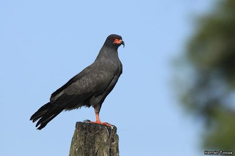 Salida realizada en San Miguel del Monte (12 de enero)