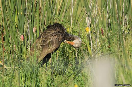 Salida realizada en San Miguel del Monte (12 de enero)