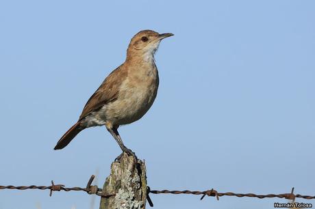 Salida realizada en San Miguel del Monte (12 de enero)