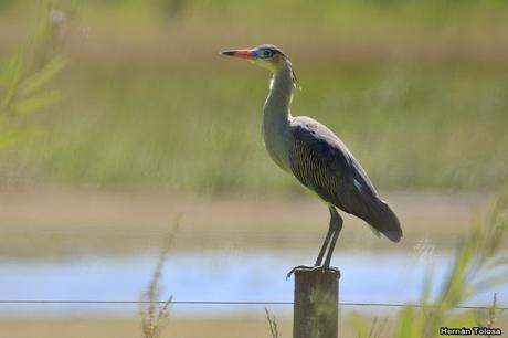 Salida realizada en San Miguel del Monte (12 de enero)