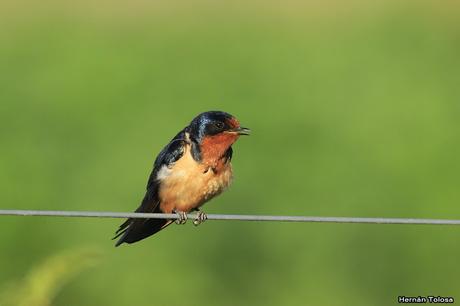 Salida realizada en San Miguel del Monte (12 de enero)