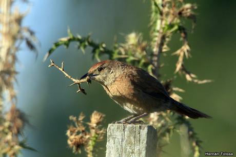 Salida realizada en San Miguel del Monte (12 de enero)