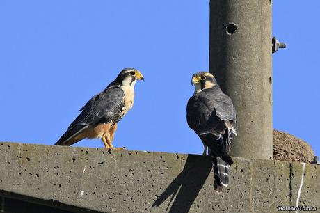Salida realizada en San Miguel del Monte (12 de enero)