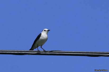 Salida realizada en San Miguel del Monte (12 de enero)
