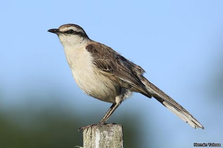 Salida realizada en San Miguel del Monte (12 de enero)