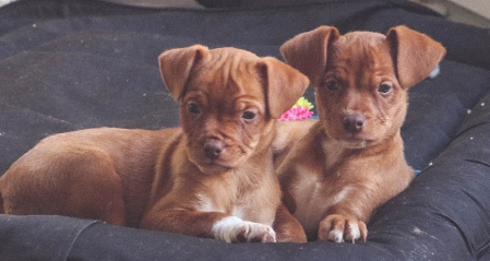 THE DOGER CAFE. Primer Café con cachorros en Madrid. THE DOGER CAFE. Primer Café con cachorros en Madrid.