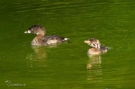 Macá pico grueso (Pied-billed Grebe) Podilymbus podiceps