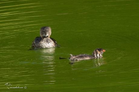 Macá pico grueso (Pied-billed Grebe) Podilymbus podiceps