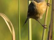 Cachilo canela (Long-tailed reed-Finch) Donacospiza albifrons