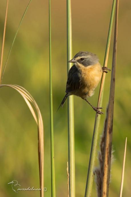 Cachilo canela (Long-tailed reed-Finch) Donacospiza albifrons