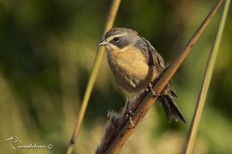 Cachilo canela (Long-tailed reed-Finch) Donacospiza albifrons