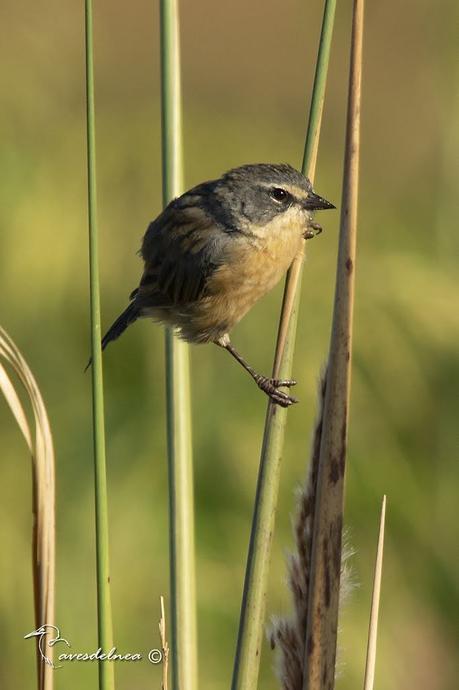 Cachilo canela (Long-tailed reed-Finch) Donacospiza albifrons