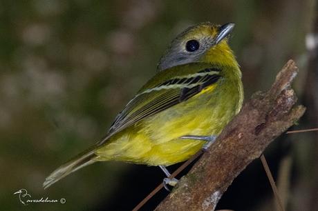 Bailarín verde (Wing-barred Manakin) Piprites chloris