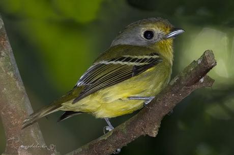 Bailarín verde (Wing-barred Manakin) Piprites chloris