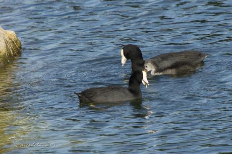 Focha Americana - American Coot / Fulica americana (Gmelin, 1789)