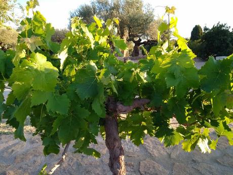 Conservación del vino en la antigua Roma.
