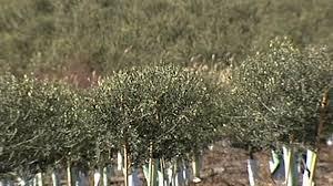 El olivar superintensivo no para de crecer.