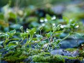 Microjardín