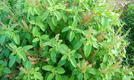 Ocimum tenuiflorum o Albahaca Morada