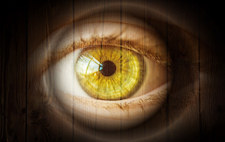 Anatomía: las glándulas de Meibomio Anatomía: las glándulas de Meibomio