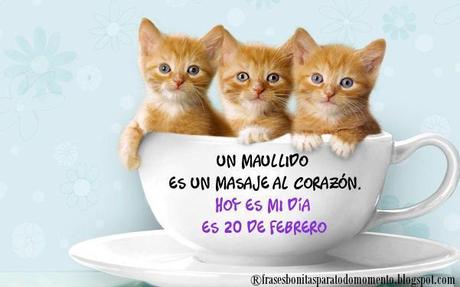 Un maullido es un masaje al corazón. Hoy es mi día es 20 de febrero. El 20 de febrero: fecha que fue establecida por los usuarios de Internet después de la muerte de Socks, el gato de la familia del ex presidente de los Estados Unidos Bill Clinton. Este minino vivió junto a la familia presidencial entre 1993 y 2001.