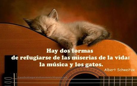 Hay dos formas de refugiarse de las miserias de la vida: la música y los gatos. Una frase de Albert Schweitze 20 de Febrero día del Gato