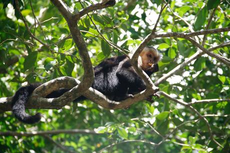 Visitar el Parque Nacional Manuel Antonio