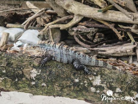 Visitar el Parque Nacional Manuel Antonio